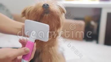 女人刷她的狗生活方式。 狗搞笑视频。 女孩梳一点毛茸茸的狗宠物护理。 使用梳子的女人